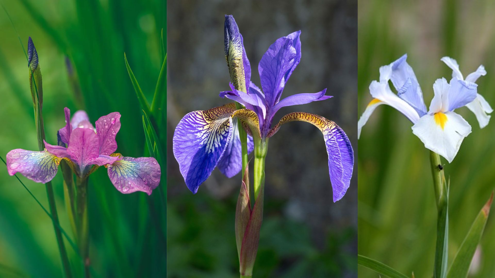 Đặc Điểm Của Hoa Diên Vĩ